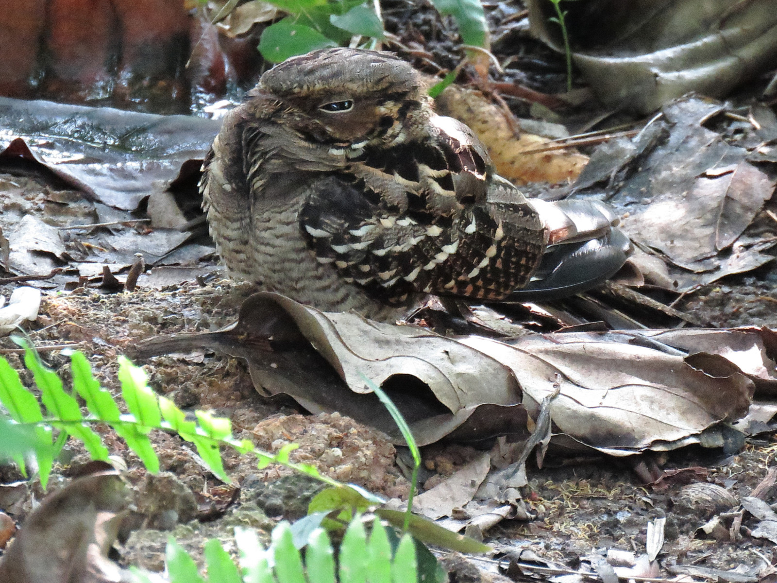image Large-tailed Nightjar